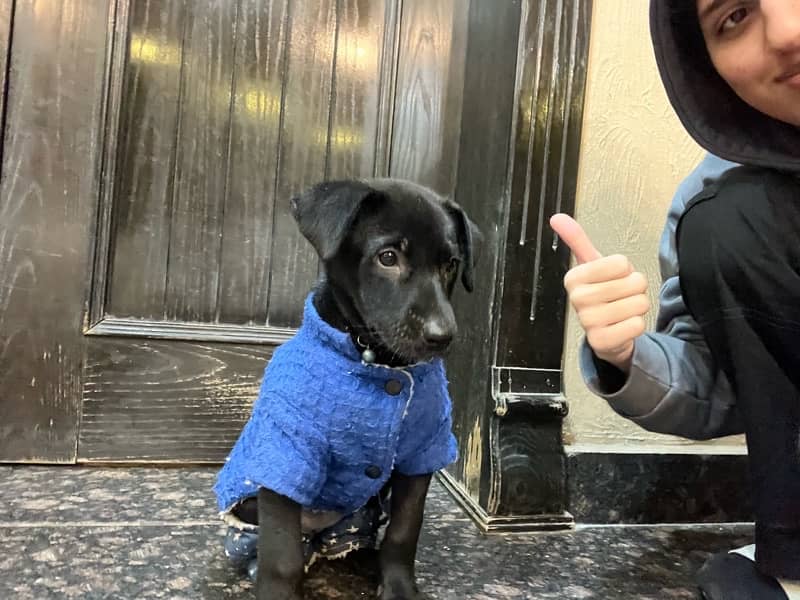 non-pedigree labrador female 3.5 months 5