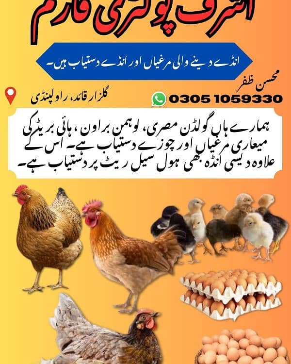 golden misri hens / egg laying hens / desi murghi / layer hens / eggs 6