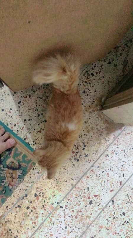 persion kitten  doll face  male 2 manth kamer par white couted 10