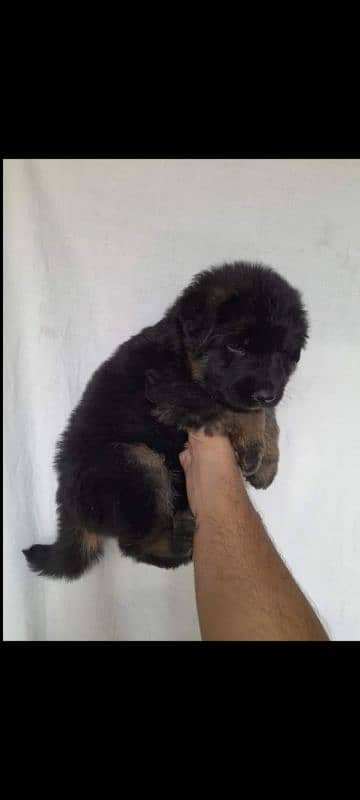 Black Nd Black n tan puppies available 3