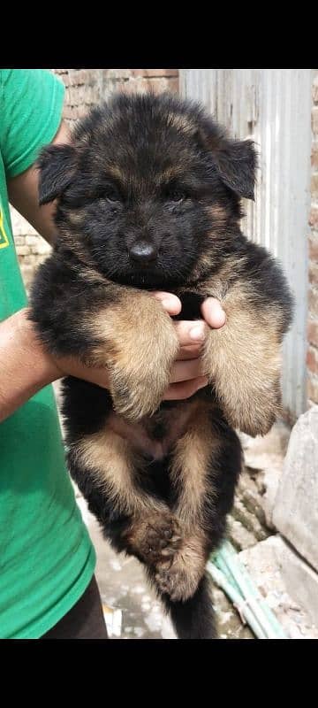 Black Nd Black n tan puppies available 5