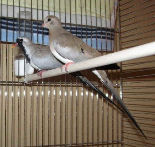 Cape Dove Breeder Pairs    کیپ ڈوو بریڈر جوڑے 3