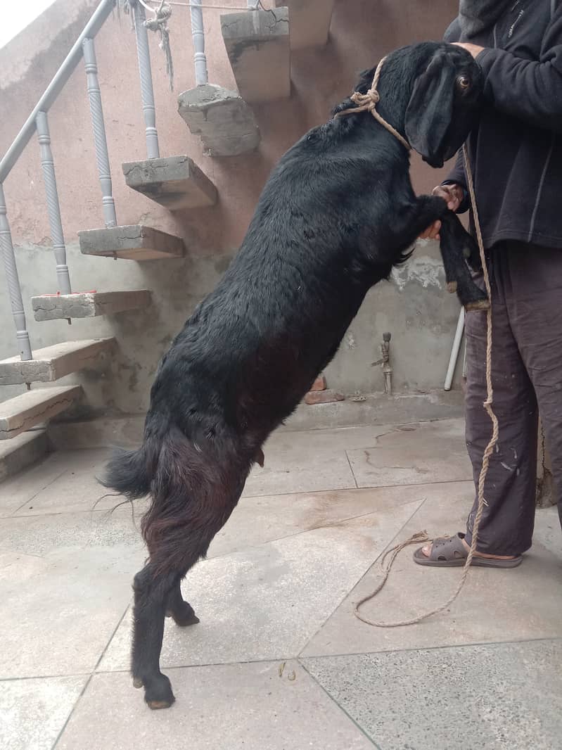 Female goat for sale 1