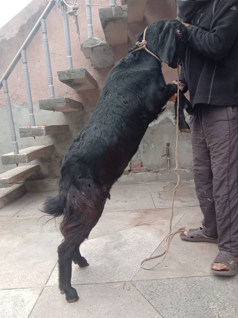 Female goat for sale 2