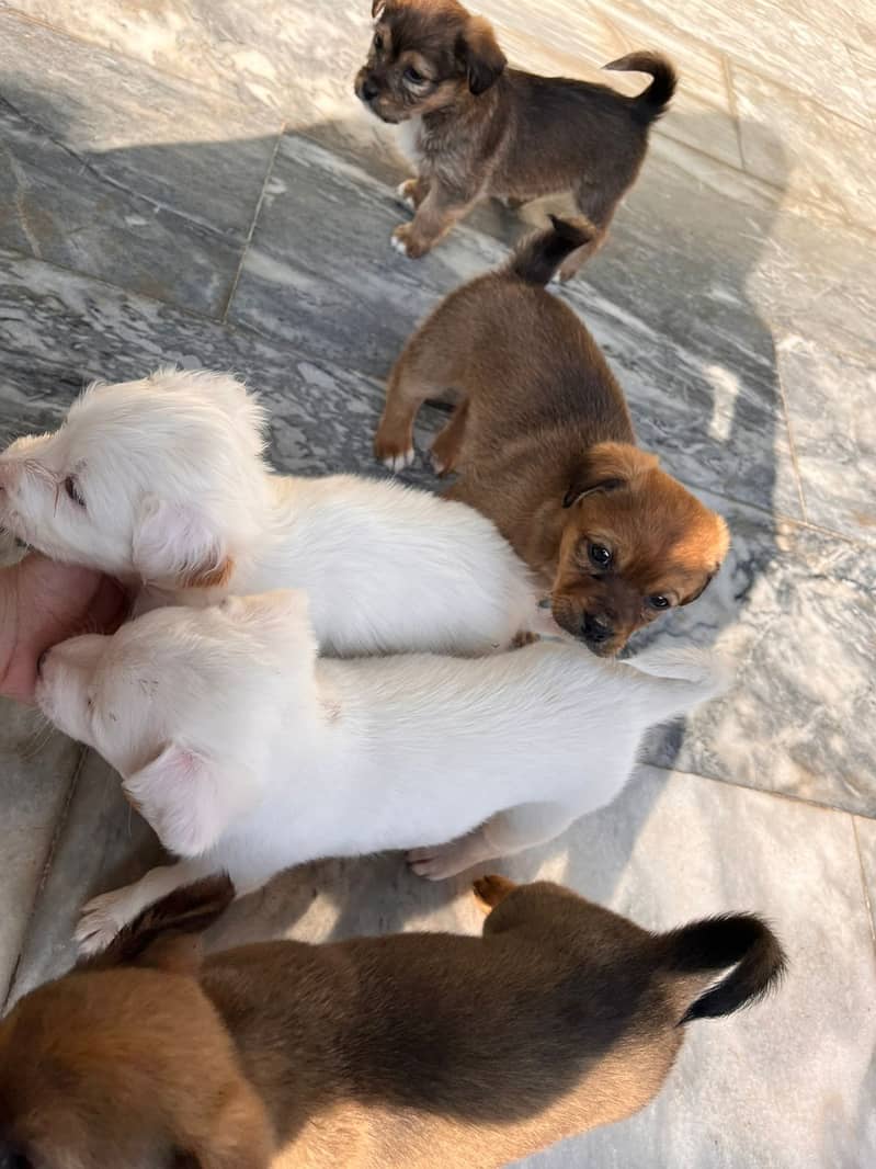 Small Breed Puppies 1