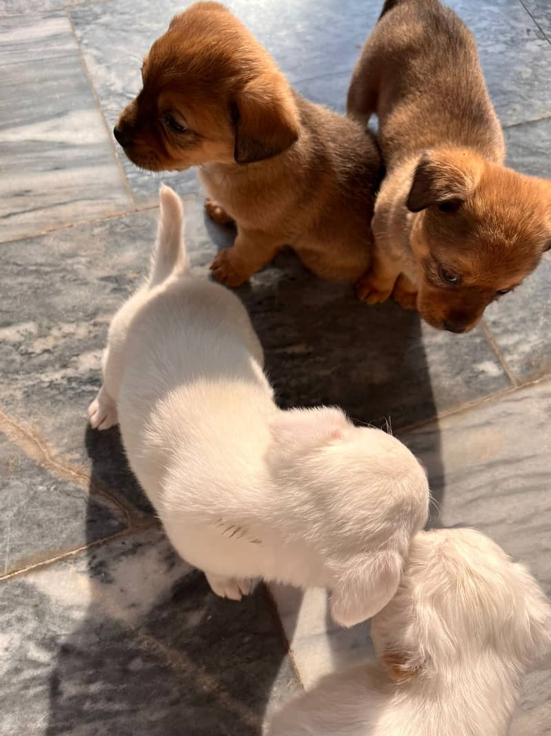 Small Breed Puppies 7