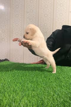 Labrador puppies