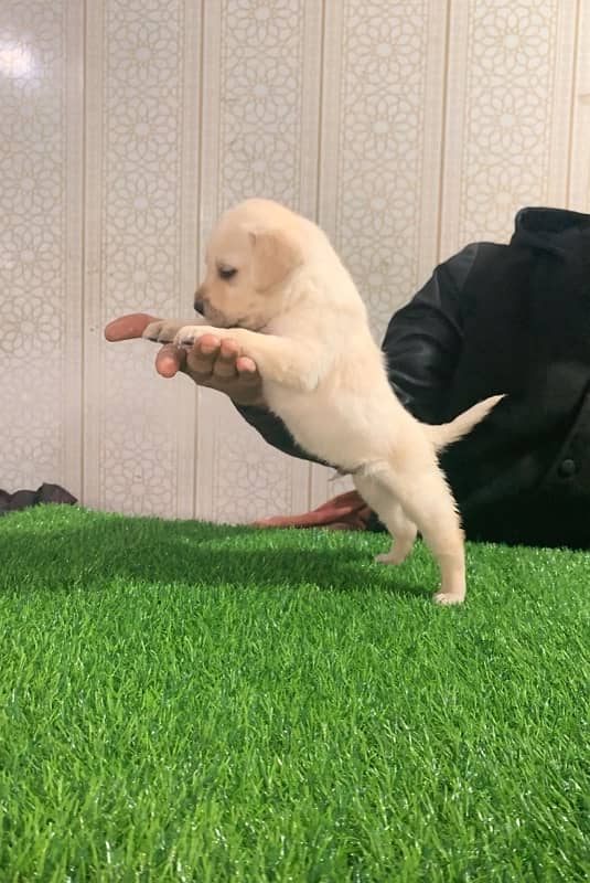 Labrador puppies 0