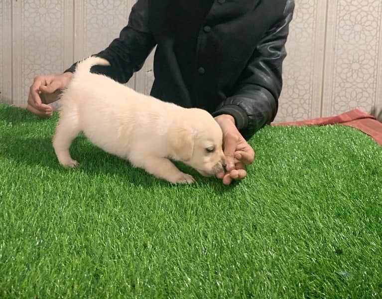 Labrador puppies 3