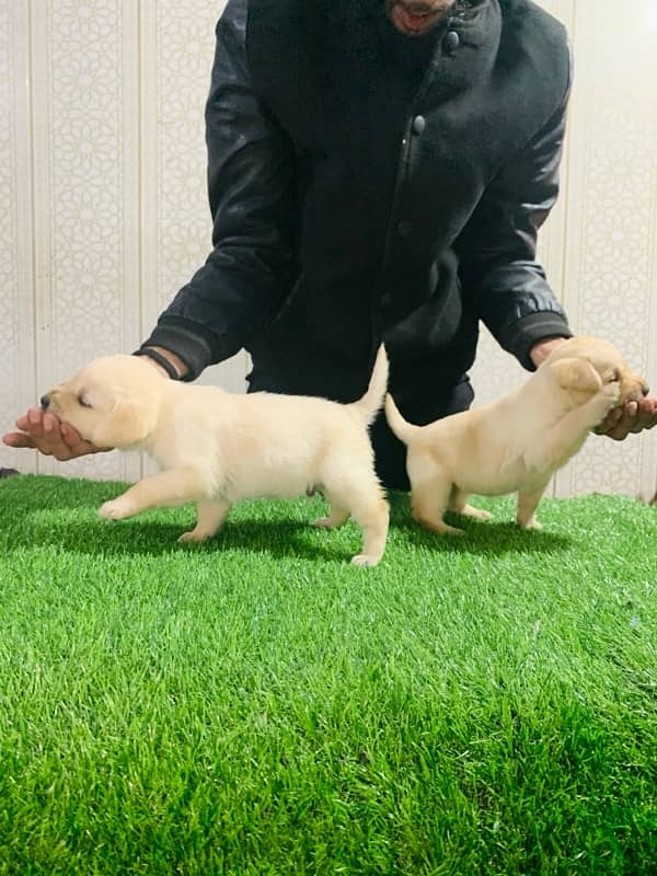 Labrador puppies 4