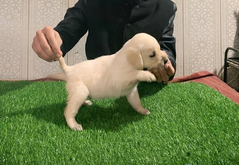 Labrador puppies 5