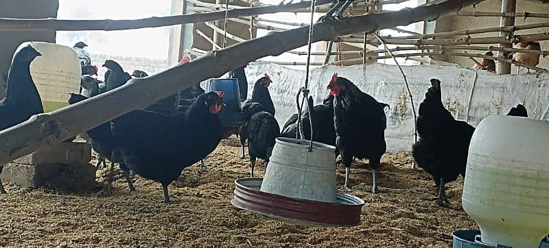 Australorp Hens -Top-Quality 5