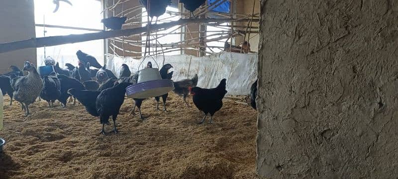 Australorp Hens -Top-Quality 7