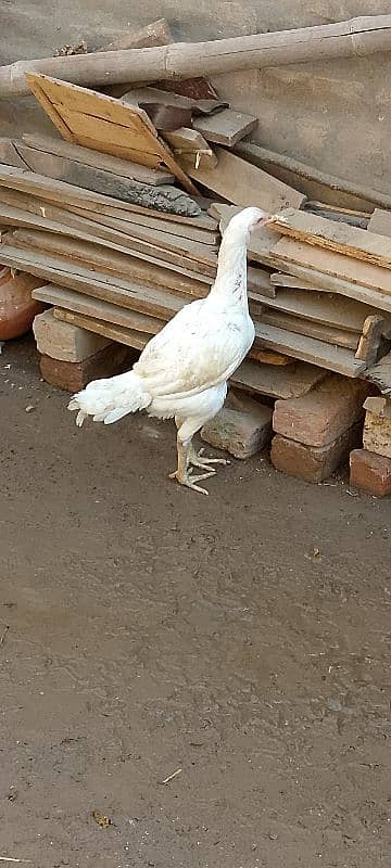 White, Black Shamo females and blue shamo male 0