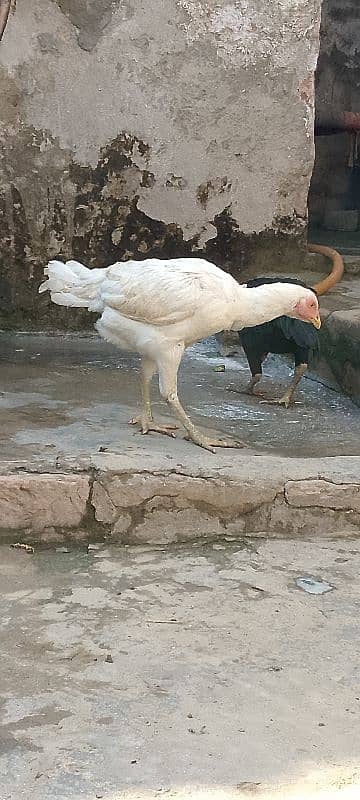 White, Black Shamo females and blue shamo male 6