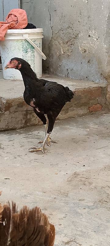 White, Black Shamo females and blue shamo male 7