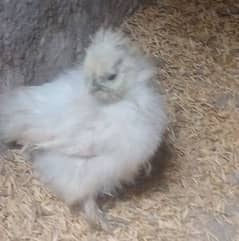 silkie