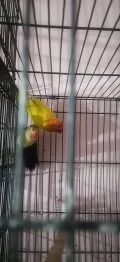 love bird breeder pair for sale