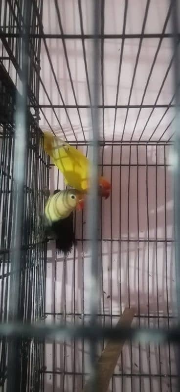 love bird breeder pair for sale 1