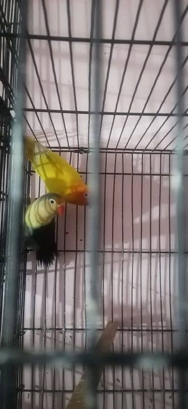 love bird breeder pair for sale 2