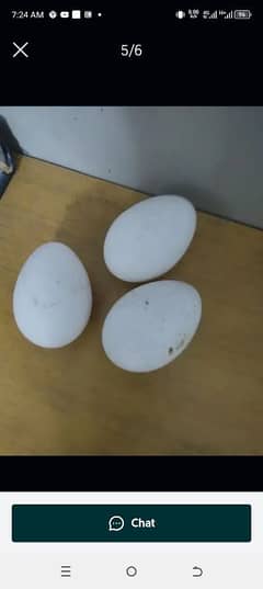 Turkey egg Rs400 Whatsapp 03009058199