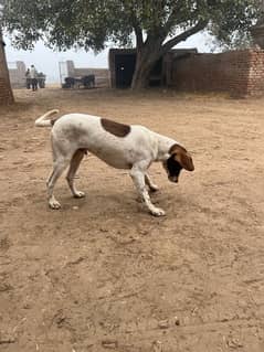 POINTER DOG