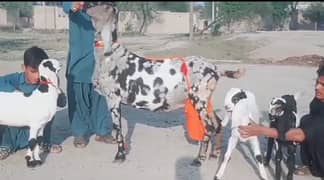 Desi bakri 3 bacchon ke sath For Sale WhatsApp on 0313,4935,145