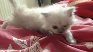 persian kitten for sale triple coated  pair  hy active and Healthy