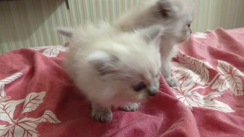 persian kitten for sale triple coated  pair  hy active and Healthy 1