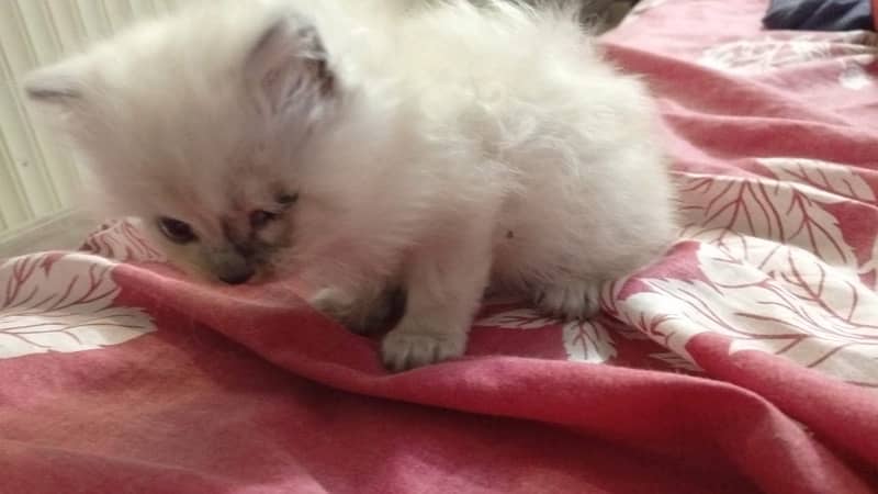 persian kitten for sale triple coated  pair  hy active and Healthy 2