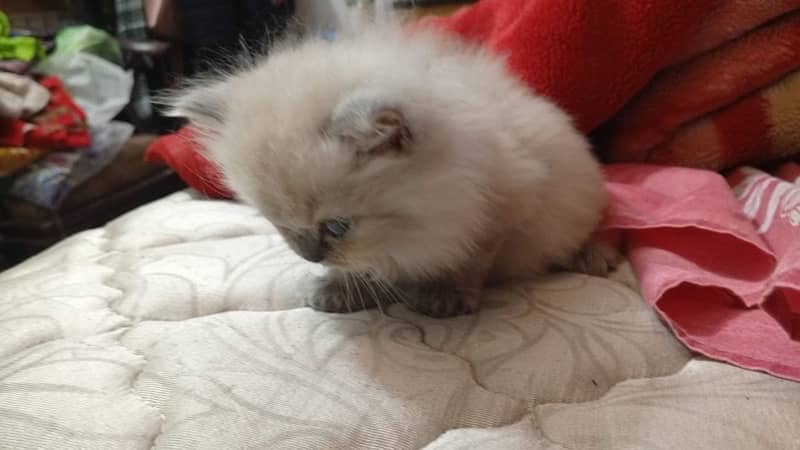 persian kitten for sale triple coated  pair  hy active and Healthy 3