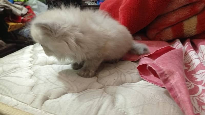 persian kitten for sale triple coated  pair  hy active and Healthy 4