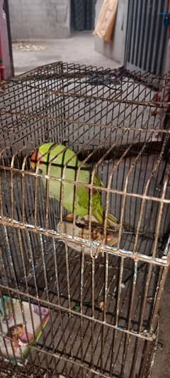 Raw parrot red shoulder