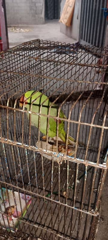 Raw parrot for sale 03154400765 0