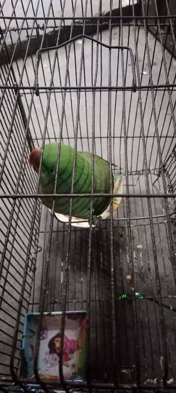 Raw parrot for sale 03154400765 1