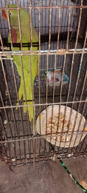 Raw parrot for sale 03154400765 2