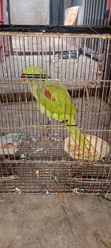 Raw parrot for sale 03154400765 3