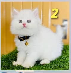 persian cat punch face white kitten hazel