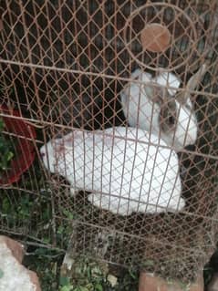 rabbit breeder pair