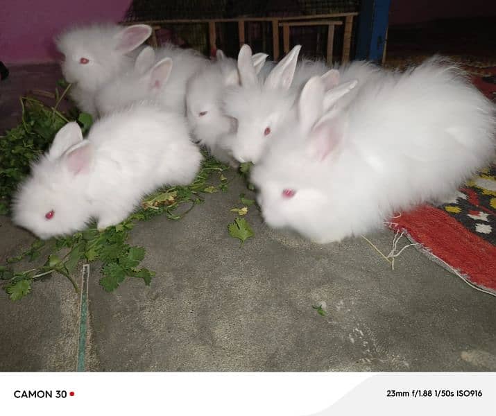 English Angora rabbits babies 0