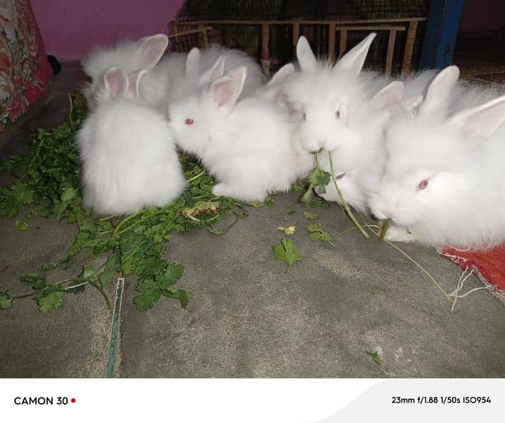 English Angora rabbits babies 1