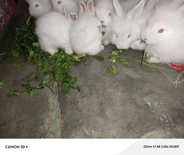 English Angora rabbits babies 2