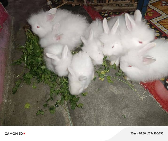 English Angora rabbits babies 3