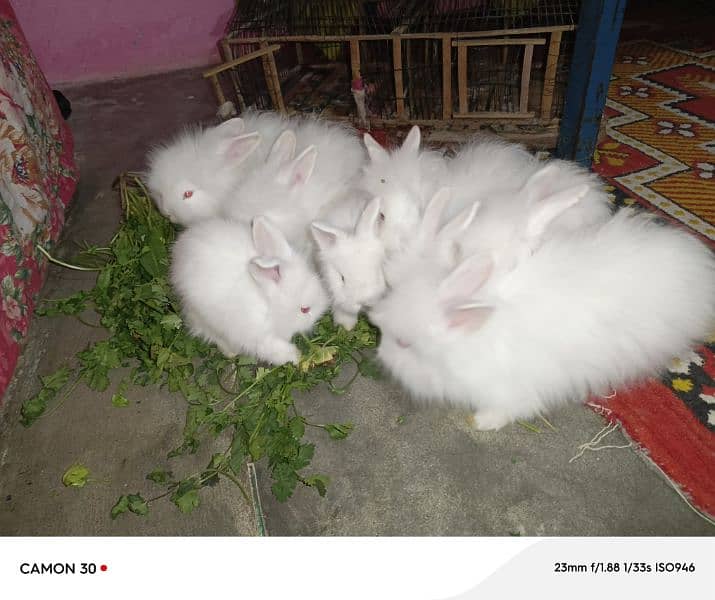 English Angora rabbits babies 4