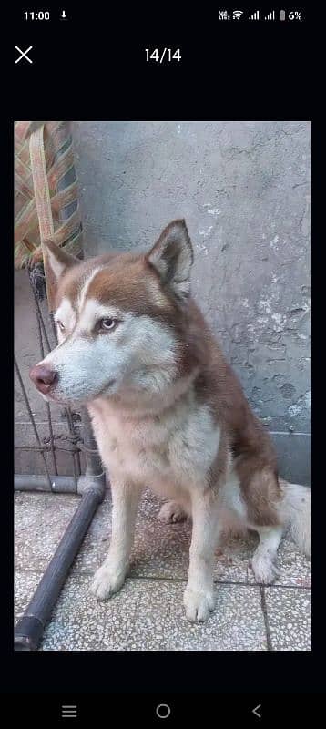 siberian husky male blue eyes 0