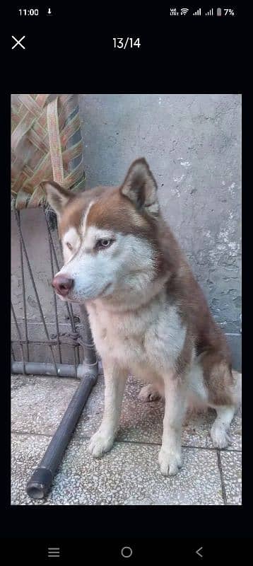 siberian husky male blue eyes 1