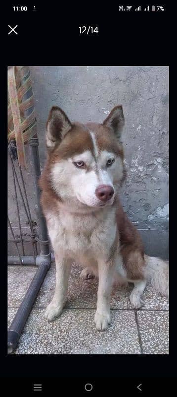 siberian husky male blue eyes 2