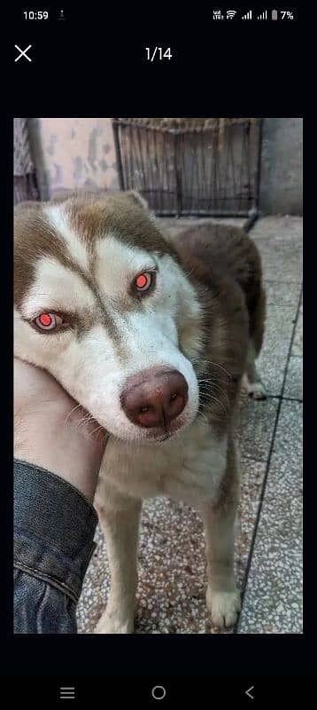 siberian husky male blue eyes 3