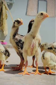 White Shamo / Aseel Shamo / Aseel chiks / Shamo chicks for sale