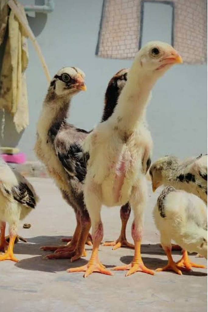 White Shamo / Aseel Shamo / Aseel chiks / Shamo chicks for sale 0